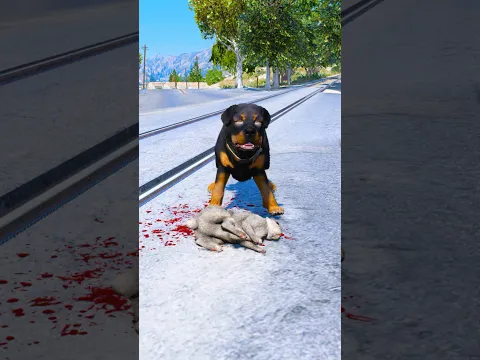 Dogs teach us love in its purest form EP-55🥺