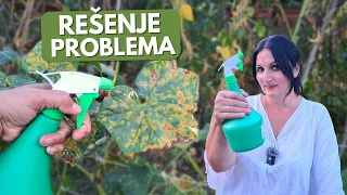 Zašto Vam Se SUŠE Listovi Na KRASTAVCIMA?