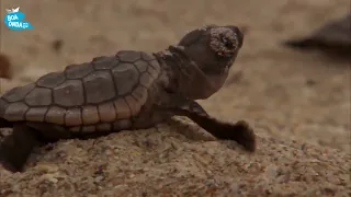 A INCRÍVEL VIAGEM DA TARTARUGA