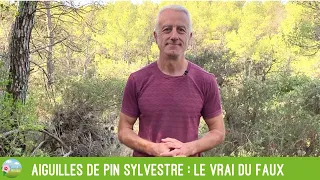 Aiguilles de pin sylvestre : le vrai du faux (suramine, acide shikimique, etc.)