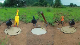 Unique DIY Bird Trap #camping #Outdoors #bushcraft