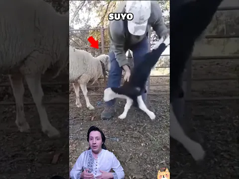 Esto Hacen Con Las OVEJAS PEQUEÑAS
