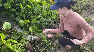 Trapping BIG FISH with A CHICKEN for SURVIVAL!