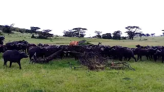 Lion finds itself trapped and surrounded by a buffalo herd