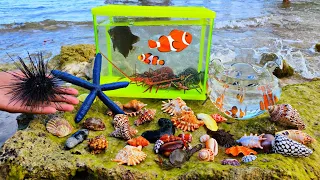Mencari ikan hias warna warni, ikan nemo, ikan buntal, taripang, ikan hiu, lobster kelomang kepiting
