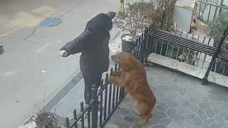 El Golden Retriever que “Curaba” Corazones… Hasta que Pasó lo Inesperado 🐶