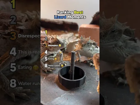 Ranking Best Lizard Moments