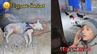 طلعت كلابي إلى الشارع وصار هجوم عجيب !! سويت مقلب في صديقي الحلاق 😣🔥