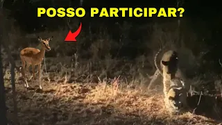 INACREDÍTAVEL, IMPALA SUÍCIDA INTERROMPE O ACASALAMENTO DOS LEOPARDOS!!!