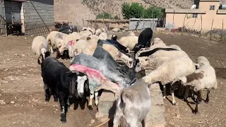 دەنگی ئاژەل و کەلەشێر تێکەل بوە لە  گوند sound  animals and bird in village #animals #village #tea