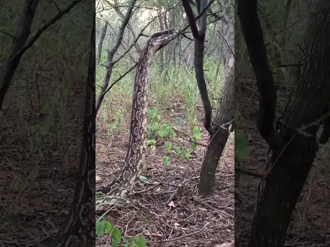 Boa constrictor, mbói ro‘y 💚