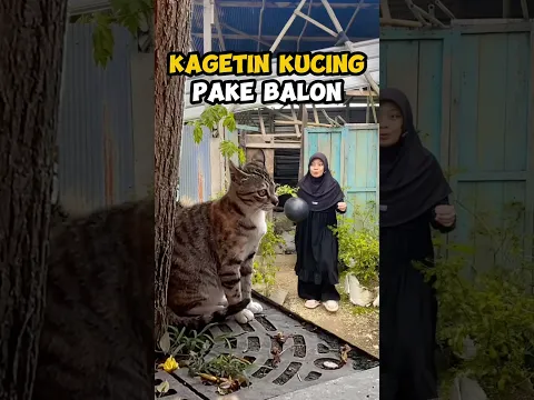 kucingnya sampe lompat !