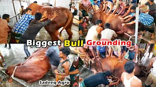 Huge Santa Gertrudis Bull Grounding Moment 2021 | Santa Gertrudis Cattle Of Sadeeq Agro | BigCow2021