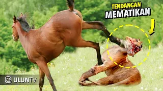 Singa ini Terkena Tendangan mematikan akibat Terlalu Nekat Berburu dan menganggu Kuda Liar