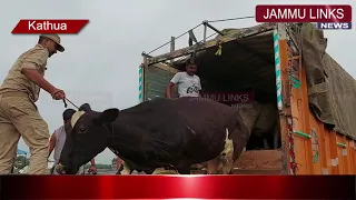 Kathua police foils bovine smuggling bid; rescues 19 animals