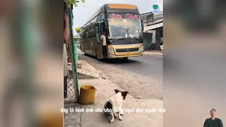 Người chủ đi xa lâu ngày và cái kết khi trở về nhà#thế giới động vật