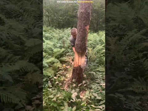 Tree Cutting Trick Used Abroad #shortsvideo
