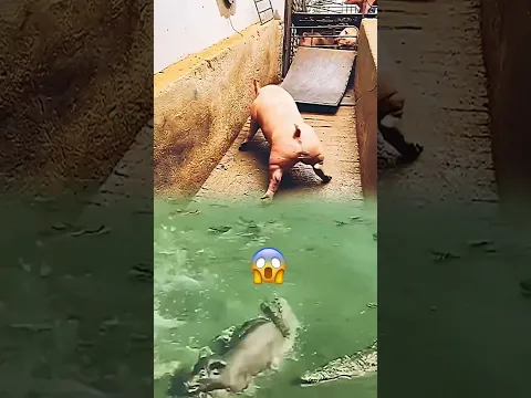 Pig and Crocodiles Together - Credits: Unknown 🎥