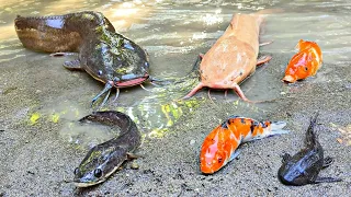 Menangkap ikan lele raksasa dalam lubang, ikan hias, ikan koi, ikan gabus ikan cupang ikan sapu sapu