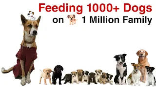 Feeding 1000 street dogs 🥰 | Street Dog Pluto | #2 | #vlog2