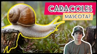 Cómo cuidar a tu caracol mascota?? 🐌🐌