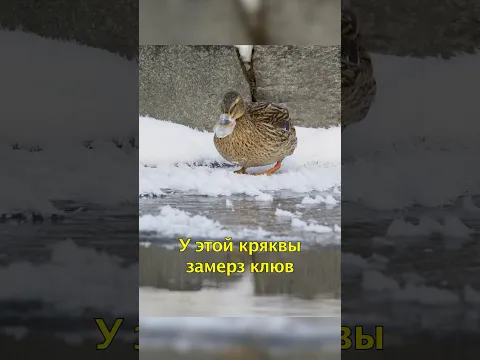 🪿У Кряквы Замерз Клювик🥲