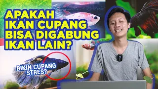 IKAN CUPANG EMANG BISA DIGABUNG SAMA IKAN LAIN?