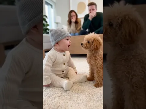 赤ちゃん、お菓子を隠したトイプードルに本気で怒る😂　#baby #dog #cute #funny #love #shorts #shortvideo #赤ちゃん #トイプードル#犬