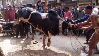 Bull Qurbani Video Eid 3rd day Eid ul adha 2021 BULL VIDEO  EID UL AZHA 2021 Bakra eid 2021