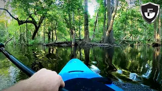 The Swamp Hid A Predator (& 6 Bizarre Camera Captures)