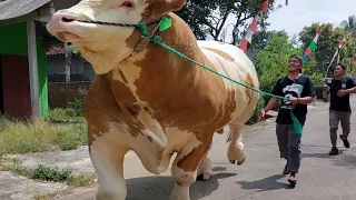 SAPI MONSTER TERBESAR KP, AKAN MENGGUNCANG KONTES SAPI