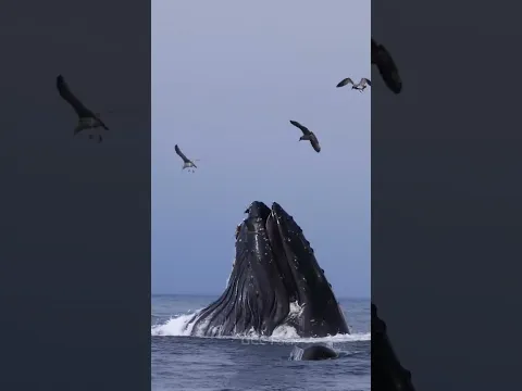 Is Dead Whale Dangerous 😨#shortsvideo
