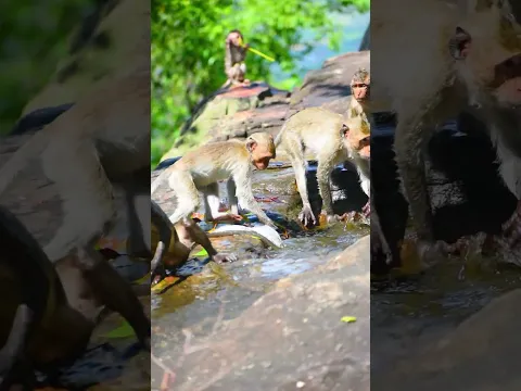 Teams monkeys are splashing water