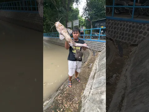 Mancing Dapat Ikan Lele Monster Berat 10 Kg #mancing #lele #lelemonster #mancingmania #mancingliar
