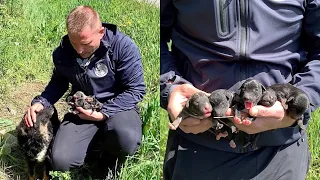 Rescue of abandoned mama dog and her newborn puppies will mealt your heart! Ready for adoption!