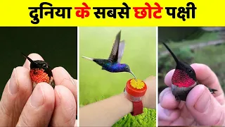 दुनिया के 5 सबसे छोटे पक्षी | Top 5 Smallest Birds in The World