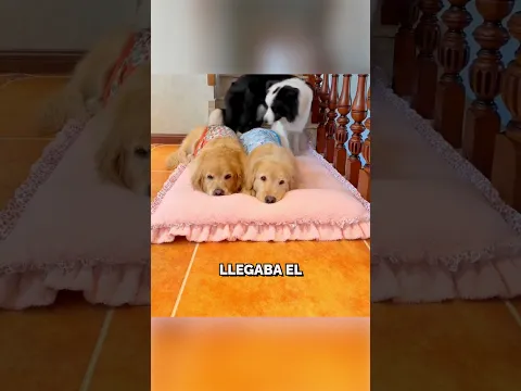 ¡Estos perros duermen siempre de la misma manera! ❤️😍 #shorts #perros #animales