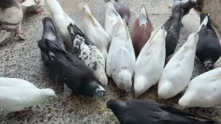 Lunch Time Chaos! 🕊️ Happy Pigeon Feeding Moments!