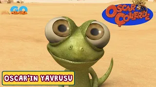 Oscar Çöllerde 🦎 | Oscar'ın Yavrusu​​​​ ​| Minika