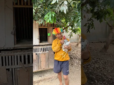 GAGAL TARUNG AYAM || #shorts #ngeshortsdulu #funny #youtubeshorts #comedy #cute #lucu #ngakak