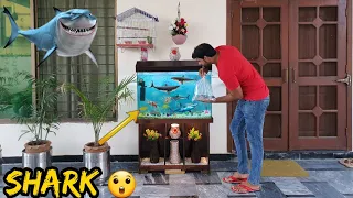 Aquarium Mey Shark Ah Gai 😲 Baki Fishes Ka Kia Ho Ga 🤔