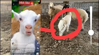 Seen goat baby and goat big in video