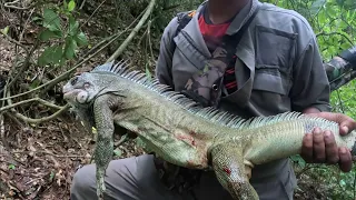 Hunting Massive Iguana's in Trinidad.
