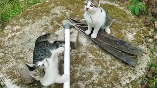 Cats are fun - funny cats