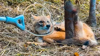 Fox was found with wire wrapped around her Back Leg after being caught in the hunter trap | Rescued