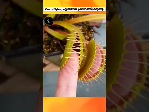 How Dangerous Plant Work ?🤔😳 വീനസ് ഫ്ലൈട്രാപ്പ് എങ്ങനെ പ്രവർത്തിക്കുന്നു? #shorts