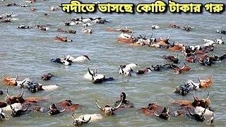 বন্যার পানিতে ভারত থেকে ভেসে আসছে কোটি টকার গরু! যে কৌশলে পানির দামে কোরবানির গরু কিনে ভাসিয়ে আনছে !