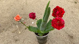 Planting rose buds in aloe vera and the unexpected ending