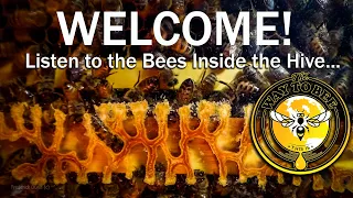 The Healing Sound of Bees, the Hive. ASMR proven health benefits when you relax, watch, and listen.