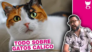 NO TENGAS UN GATO CALICO SIN VER ESTO ANTES 😺 LA GATERÍA TV